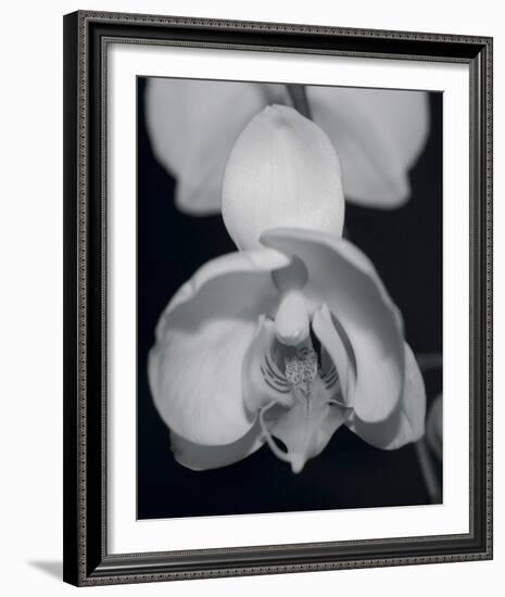 Night Orchid I-Tony Koukos-Framed Giclee Print