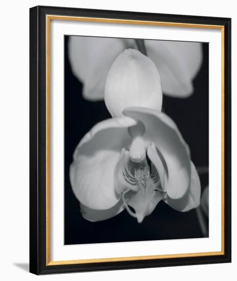 Night Orchid I-Tony Koukos-Framed Giclee Print