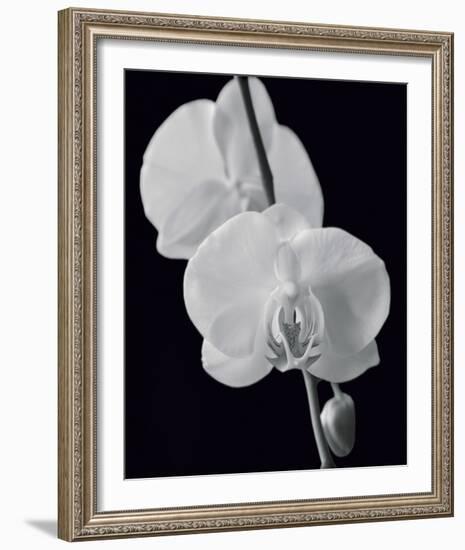 Night Orchid II-Tony Koukos-Framed Giclee Print