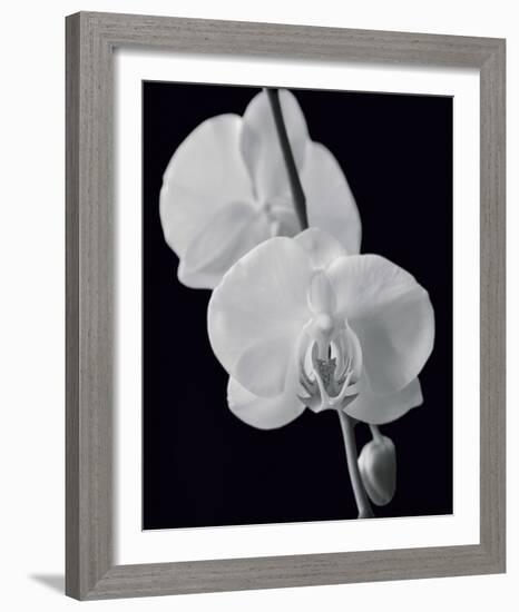 Night Orchid II-Tony Koukos-Framed Giclee Print