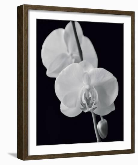 Night Orchid II-Tony Koukos-Framed Giclee Print