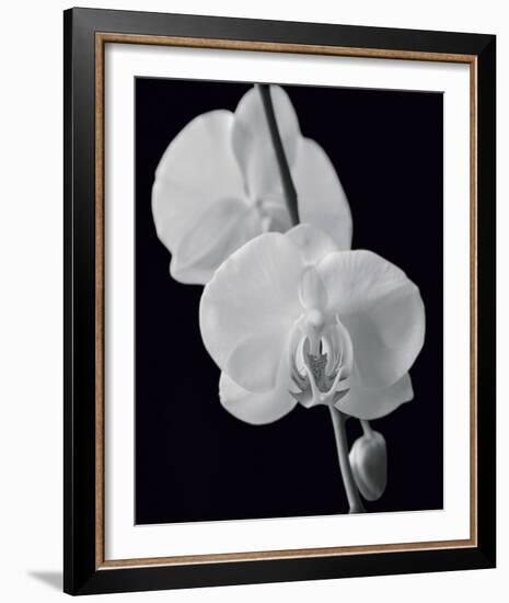 Night Orchid II-Tony Koukos-Framed Giclee Print