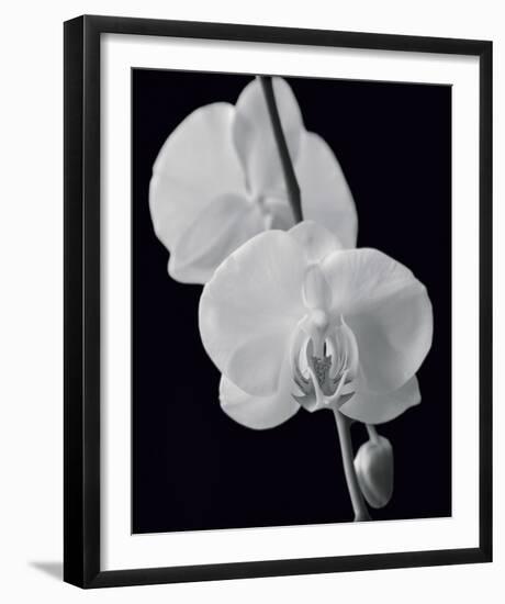Night Orchid II-Tony Koukos-Framed Giclee Print