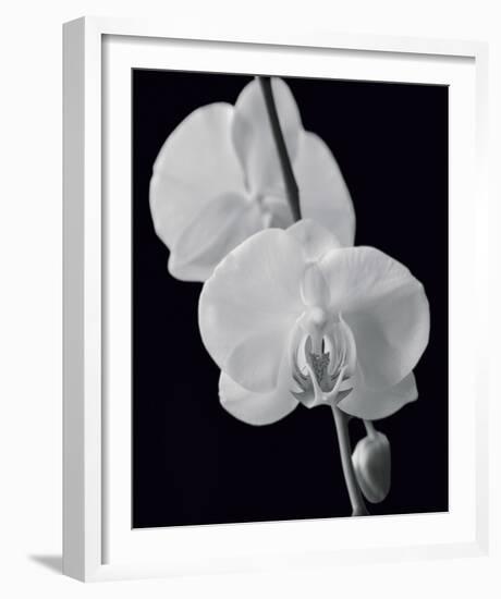 Night Orchid II-Tony Koukos-Framed Giclee Print