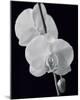 Night Orchid II-Tony Koukos-Mounted Giclee Print