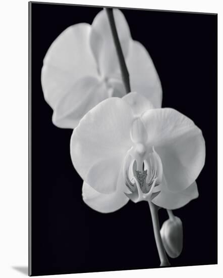 Night Orchid II-Tony Koukos-Mounted Giclee Print