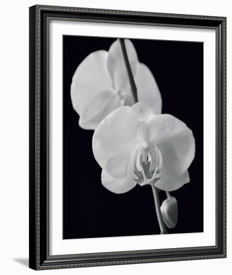 Night Orchid II-Tony Koukos-Framed Giclee Print