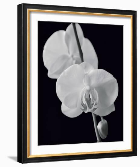 Night Orchid II-Tony Koukos-Framed Giclee Print