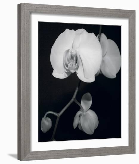 Night Orchid III-Tony Koukos-Framed Giclee Print