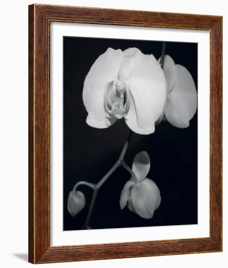 Night Orchid III-Tony Koukos-Framed Giclee Print