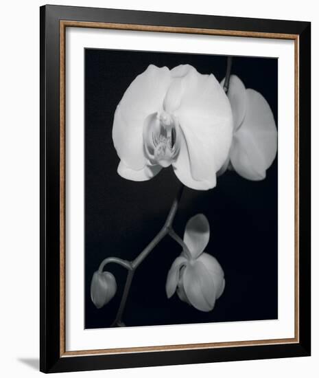 Night Orchid III-Tony Koukos-Framed Giclee Print