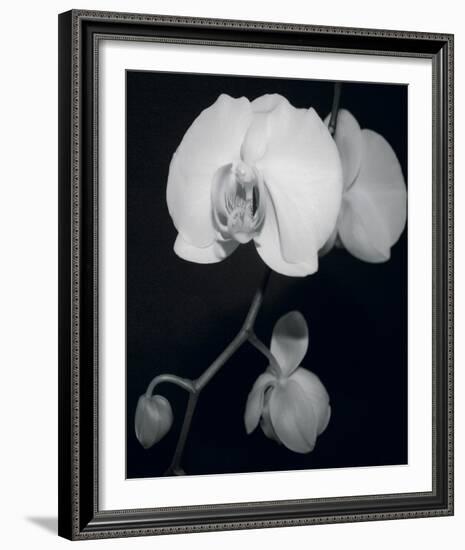 Night Orchid III-Tony Koukos-Framed Giclee Print