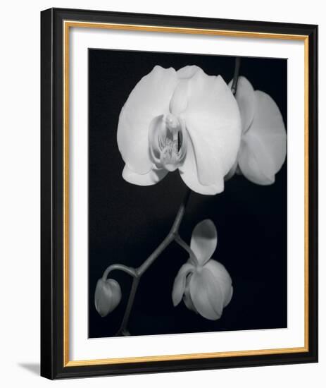 Night Orchid III-Tony Koukos-Framed Giclee Print