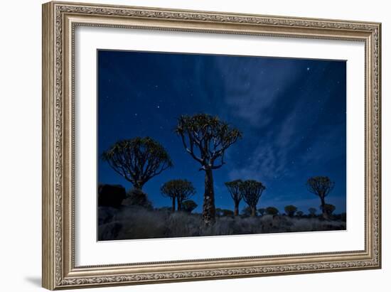 Night Portrait Of Quiver Trees Underneath Stars, Quiver Tree Forest Camp Outside Of Keetmanshoop-Karine Aigner-Framed Photographic Print