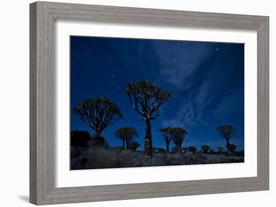 Night Portrait Of Quiver Trees Underneath Stars, Quiver Tree Forest Camp Outside Of Keetmanshoop-Karine Aigner-Framed Photographic Print