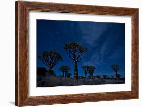 Night Portrait Of Quiver Trees Underneath Stars, Quiver Tree Forest Camp Outside Of Keetmanshoop-Karine Aigner-Framed Photographic Print