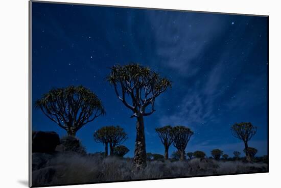 Night Portrait Of Quiver Trees Underneath Stars, Quiver Tree Forest Camp Outside Of Keetmanshoop-Karine Aigner-Mounted Photographic Print