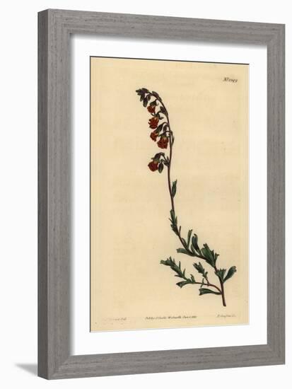 Night-Smelling Hermannia, Hermannia Flammea-Sydenham Teast Edwards-Framed Giclee Print