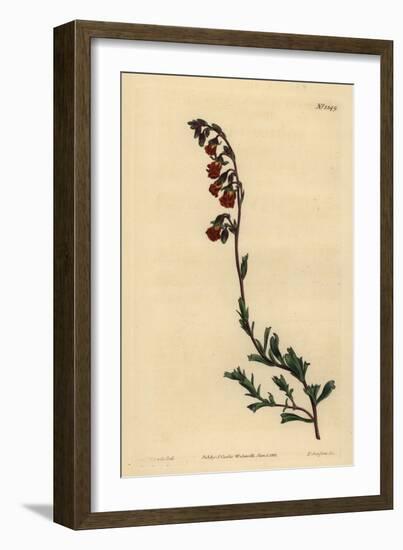 Night-Smelling Hermannia, Hermannia Flammea-Sydenham Teast Edwards-Framed Giclee Print