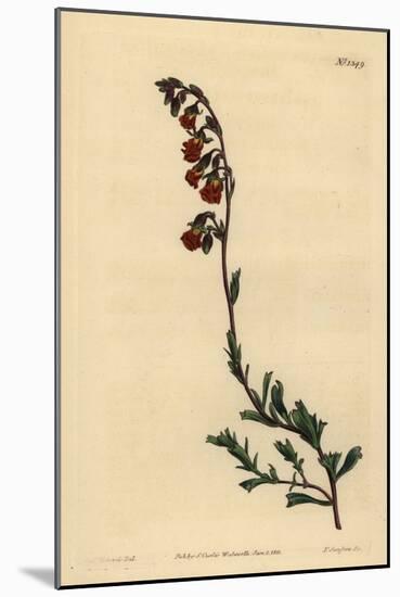 Night-Smelling Hermannia, Hermannia Flammea-Sydenham Teast Edwards-Mounted Giclee Print