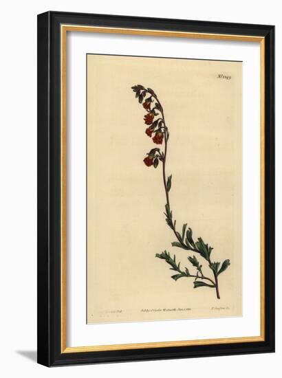 Night-Smelling Hermannia, Hermannia Flammea-Sydenham Teast Edwards-Framed Giclee Print