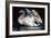 Night Swan, 2022, (pastel on paper)-Mark Adlington-Framed Giclee Print