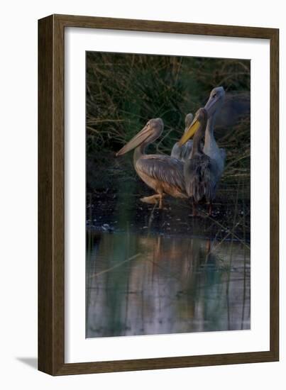 Night Swim-Howard Ruby-Framed Photographic Print