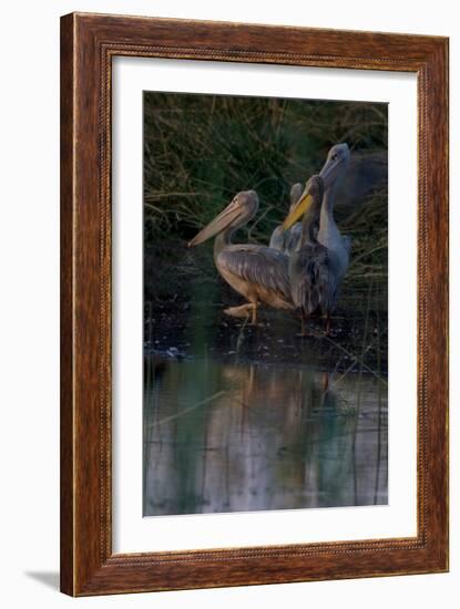 Night Swim-Howard Ruby-Framed Photographic Print