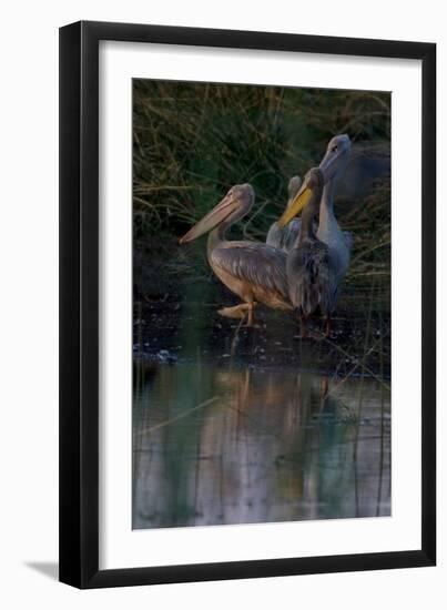 Night Swim-Howard Ruby-Framed Photographic Print