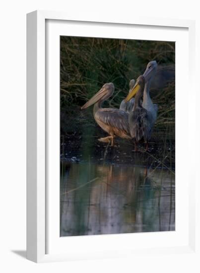 Night Swim-Howard Ruby-Framed Photographic Print