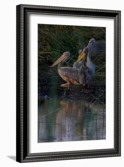 Night Swim-Howard Ruby-Framed Photographic Print