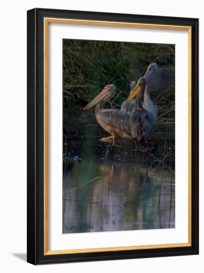 Night Swim-Howard Ruby-Framed Photographic Print