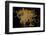 Night time satellite image of Guadalajara, Jalisco, Mexico-null-Framed Photographic Print