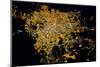 Night time satellite image of Guadalajara, Jalisco, Mexico-null-Mounted Photographic Print