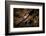 Night time satellite image of New York, USA-null-Framed Photographic Print