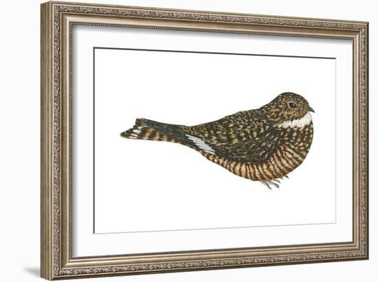 Nighthawk (Chordeiles Minor), Birds-Encyclopaedia Britannica-Framed Art Print