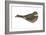 Nighthawk (Chordeiles Minor), Birds-Encyclopaedia Britannica-Framed Art Print