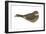 Nighthawk (Chordeiles Minor), Birds-Encyclopaedia Britannica-Framed Art Print