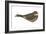 Nighthawk (Chordeiles Minor), Birds-Encyclopaedia Britannica-Framed Art Print