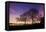 Nightime in Hyde Park, London-Alex Saberi-Framed Premier Image Canvas