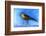 Nightingale Light, 2012-Nancy Moniz-Framed Photographic Print