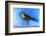 Nightingale Light, 2012-Nancy Moniz-Framed Photographic Print