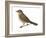 Nightingale (Luscinia Megarhynchos), Birds-Encyclopaedia Britannica-Framed Art Print