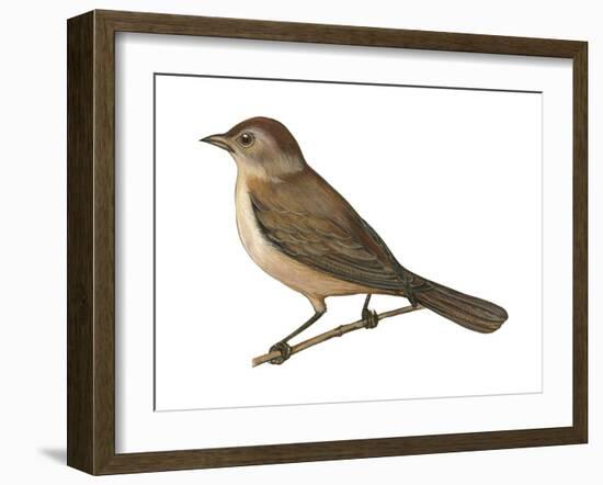 Nightingale (Luscinia Megarhynchos), Birds-Encyclopaedia Britannica-Framed Art Print