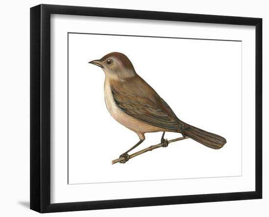 Nightingale (Luscinia Megarhynchos), Birds-Encyclopaedia Britannica-Framed Art Print