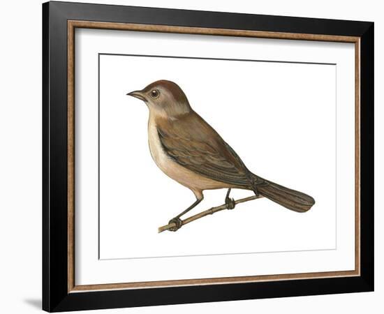 Nightingale (Luscinia Megarhynchos), Birds-Encyclopaedia Britannica-Framed Art Print