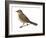 Nightingale (Luscinia Megarhynchos), Birds-Encyclopaedia Britannica-Framed Art Print