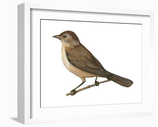 Nightingale (Luscinia Megarhynchos), Birds-Encyclopaedia Britannica-Framed Art Print