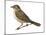 Nightingale (Luscinia Megarhynchos), Birds-Encyclopaedia Britannica-Mounted Art Print