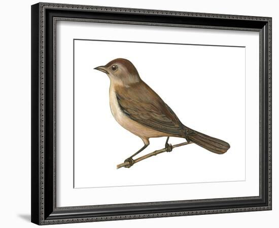 Nightingale (Luscinia Megarhynchos), Birds-Encyclopaedia Britannica-Framed Art Print